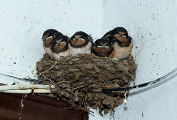 Chicks in the nest. The barn swallow (Hirundo rustica).