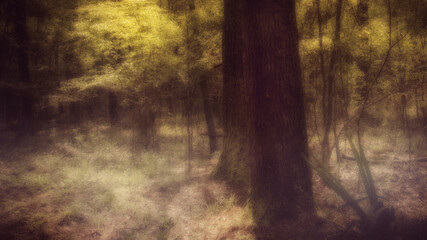Fototapeta premium Forest scene