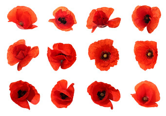 Set of beautiful red poppy flowers isolated on white, top view