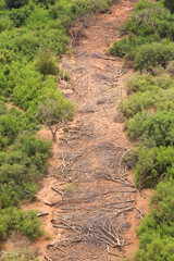 Fototapeta na wymiar Aerial view of a river bed full of dead trees in the Shompole conservancy area in the Great Rift Valley, near Lake Magadi, Kenya. 