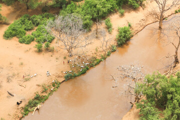 Aerial view of a herd of goats in the Great Rift Valley in Kenya. The Great Rift Valley is part of an intra-continental ridge system that runs through Kenya from north to south.