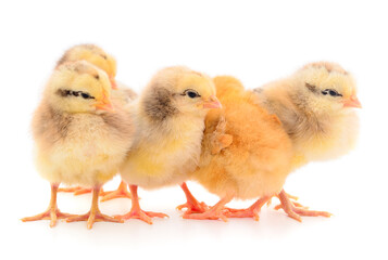 Five yellow chickens.