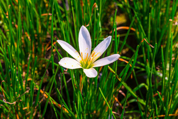 White crocus flower blooming in a flower nursery.