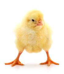 Little chicken isolated.