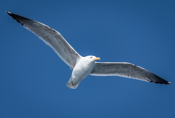 Low Angle View Of Seagull Flying