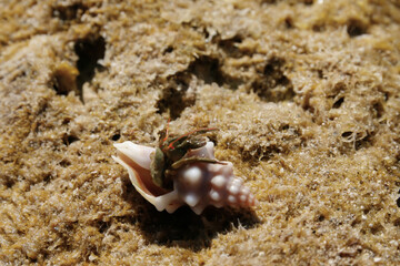 Hermit Crab, Cangrejo Hermitaño, Bernard l´ermite.