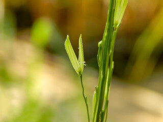 Pollen rice