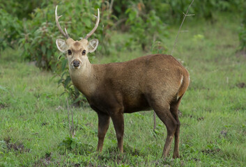 deer in the woods