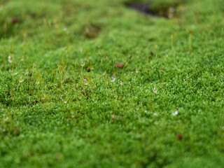 Rain drops on light green moss, texture