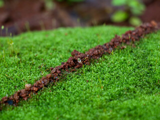 Rain drops on light green moss, texture
