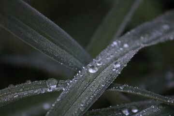 water drops on a grass