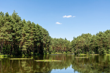 Fototapeta na wymiar Pond in Laski (community Boleslaw, Poland)