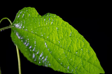 Green leaf with drops on a black background