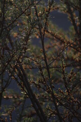 Obraz premium trees in autumn