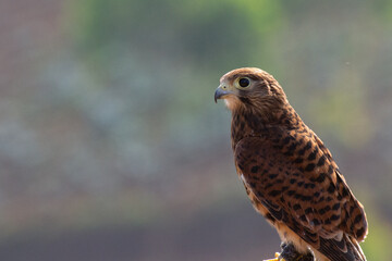 kestrel on a branch