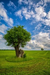 Fototapeta na wymiar ein Baum auf einer grünen Wiese vor bewölktem Himmel