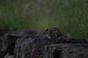chipmunk on stone wall