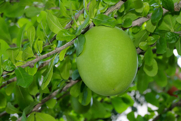 A close up of maja fruit on a tree