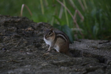 chipmunk on the ground