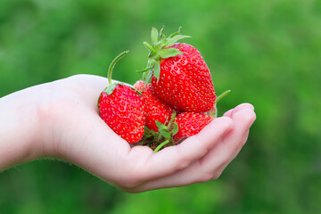 Red strawberry lies in the palms.