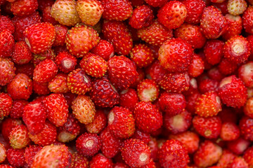 Berries of wild strawberry. Close-up photo.