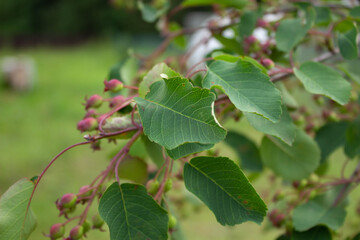 Shadberry branch with clusters of berries close up