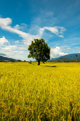 rice paddy with a tree under blue sky and cloud