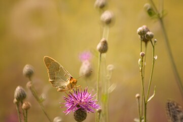 butterfly on a flower