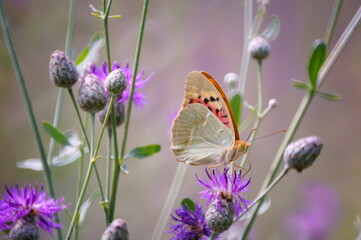 Butterfly on a pink background. Natural background.