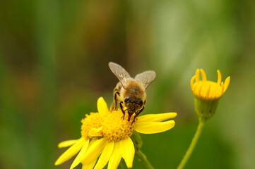 A bee on a yellow flower. Natural background. Insects on a flower of the field.