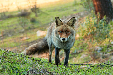 A fox stares at us from inside the coniferous forest