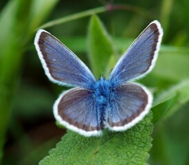 Blue butterfly in the green grass. Natural background.