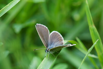 A brown butterfly in the green grass. Insects in nature.