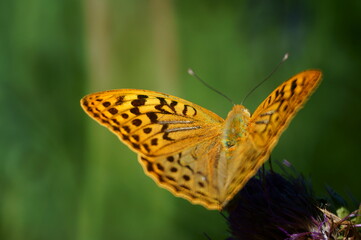 Mother-of-pearl butterfly close-up. Insects in nature. Natural background.