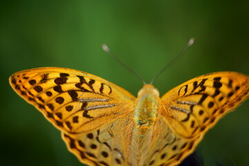 Obraz premium Mother-of-pearl butterfly close-up. Insects in nature. Natural background.