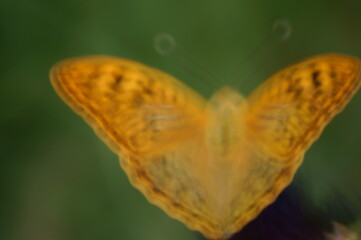 Mother-of-pearl butterfly close-up. Insects in nature. Natural background.