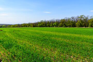 View on field with the young green wheat