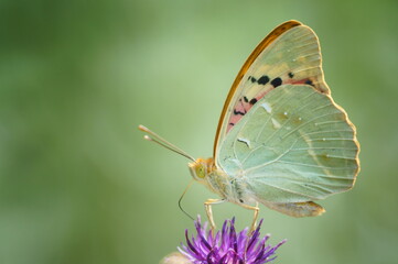 Butterfly on a colored background. Natural background. Insects close-up.