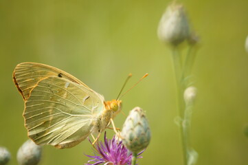 Butterfly on a colored background. Natural background. Insects close-up.