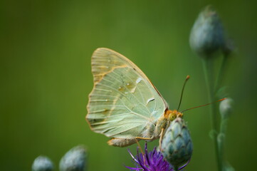 Butterfly on a colored background. Natural background. Insects close-up.