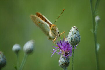 Butterfly on a colored background. Natural background. Insects close-up.