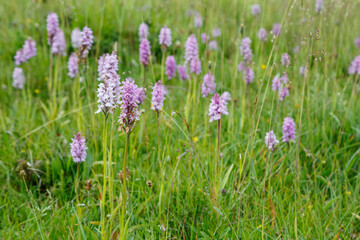 Obraz na płótnie Canvas Meadow with orchid flowers. Dactylorhiza maculata. Satyrion stained. Cantabrian Mountains, León, Spain.