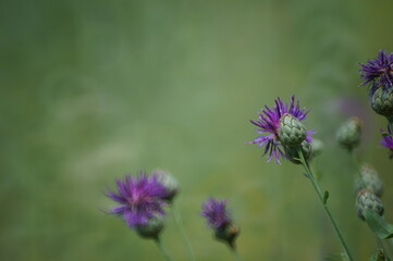 purple thistle flower