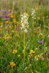 Orchid with white flowers. Platanthera bifolia. Lesser butterfly-orchid. Cantabrian Mountains, León, Spain.