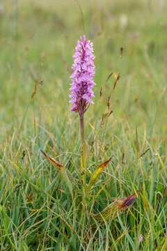 Orchid with pink flowers. Dactylorhiza maculata. Heath spotted-orchid. Cantabrian Mountains, León, Spain.