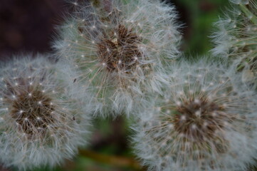 White dandelion close-up. Textured white background.