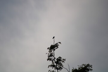 hummingbird on a tree