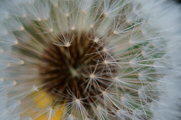 White dandelion close-up. Textured white background.