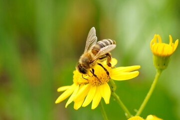 A bee on a yellow flower. Natural background. Insects on a flower of the field.