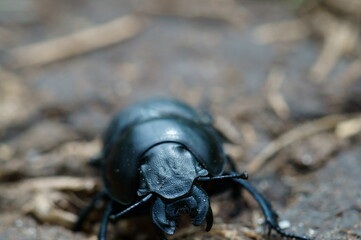 black beetle on the ground